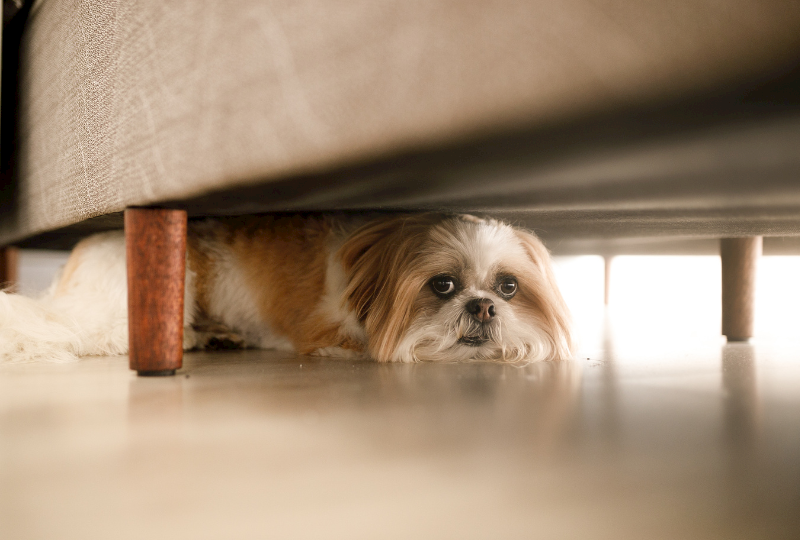 Keep dog from under bed hotsell